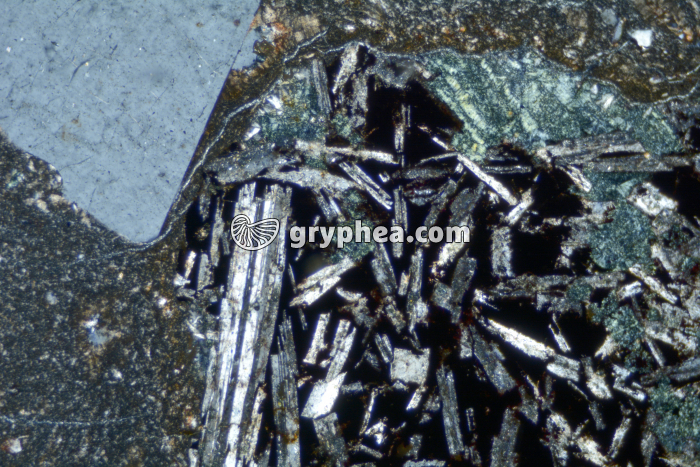 Rhyolite LPA x25 - gryphea.com